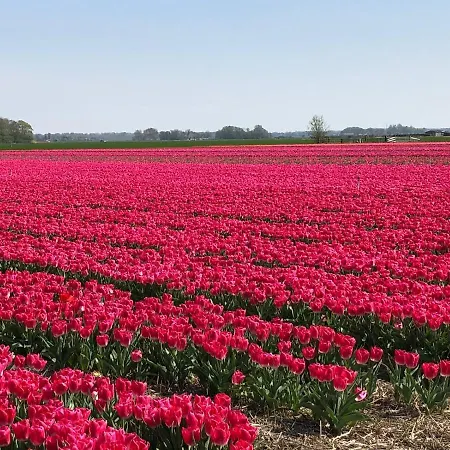 Mooi Vakantiehuis Egmond aan den Hoef